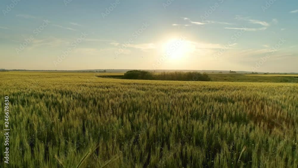 Flying over wheat field at sunset, 4k Flying over wheat field at sunset, 4k