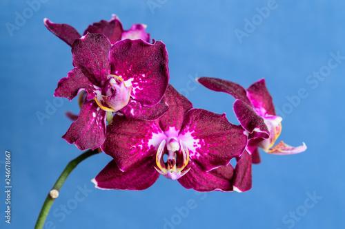 Purple Phalaenopsis orchid flowers on a light blue simple background with soft focus