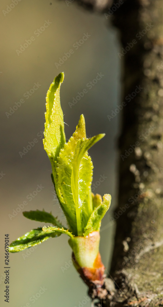 Detailed macro photo of tree buds with young leaves on them, all against a blury background Detailed macro photo of tree buds with young leaves on them, all against a blury background