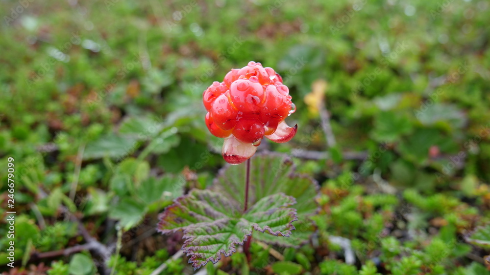 Arctic berries, Summer at Soroya, Norway Arctic berries, Summer at Soroya, Norway