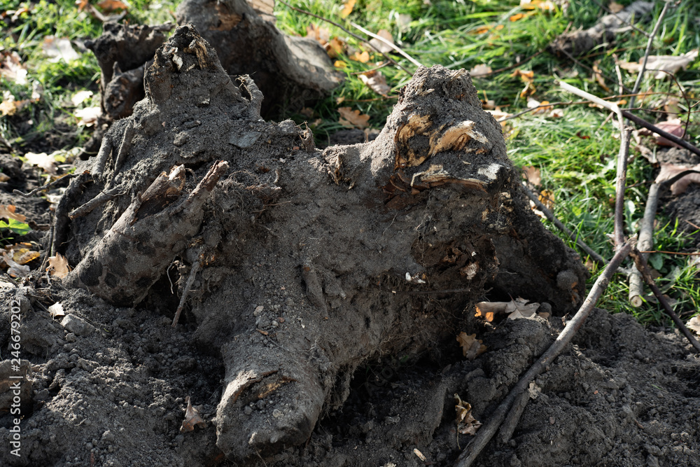 Fototapeta premium Dug tree roots in the ground