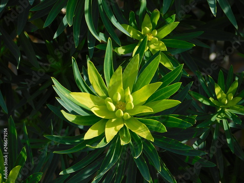 Fototapeta Naklejka Na Ścianę i Meble -  Tree spurge, or Euphorbia dendroides flowers, in Attica, Greece