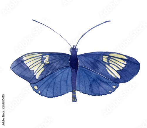 Watercolor illustration of an isolated butterfly on a white background. Butterfly drawing.