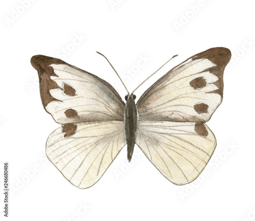 Watercolor illustration of an isolated butterfly on a white background. Butterfly drawing.