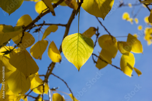 Wallpaper Mural Gelbe Herbstblätter Torontodigital.ca