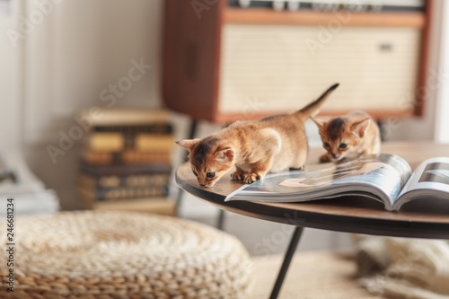 Photos Two small abyssinian kittens on the coffee table