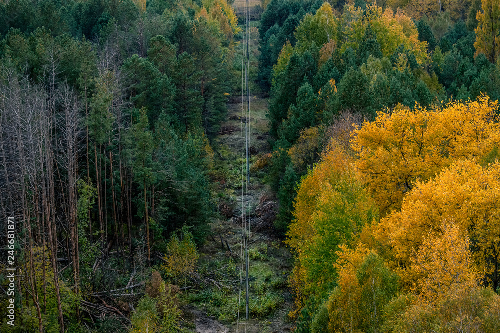 ..power lines in the Chernobyl exclusion zone pass through the bright autumn forest..