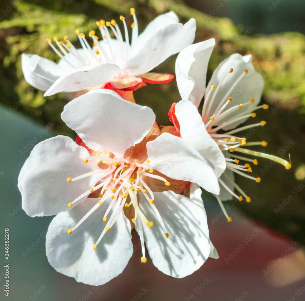 Fototapeta premium Detailed macro photo of early spring apricot blossoms in bright colors and with a blurry background