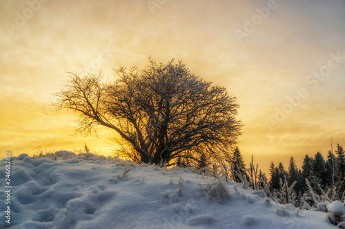 Tree on downhill at sunset in snowy winter