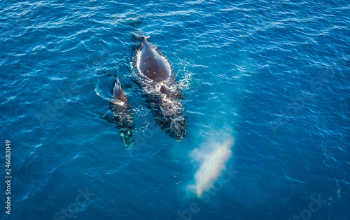 Humpbacks in Hawaii © Drew