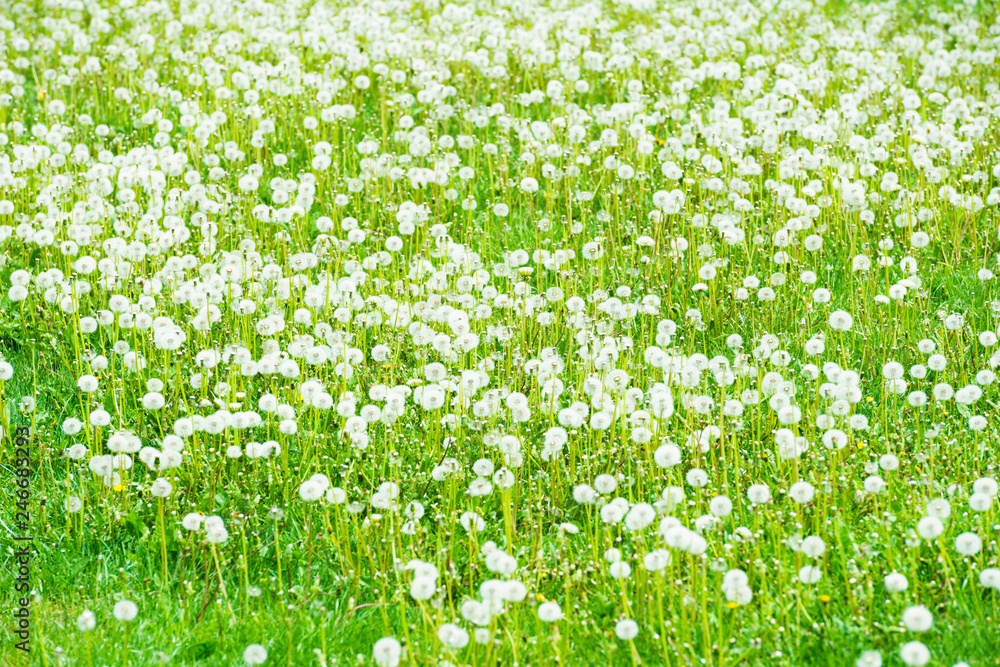 Field of white dandelions Field of white dandelions