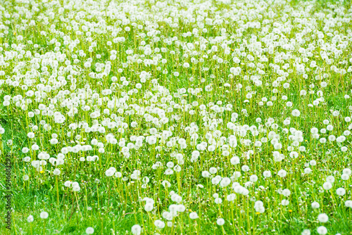 Field of white dandelions