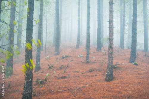 Nature landscape of foggy pine forest