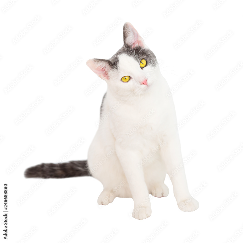 White young cat with black tail