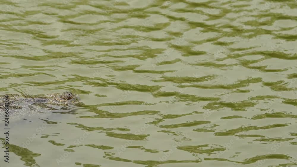 crocodile swimming in the water crocodile swimming in the water