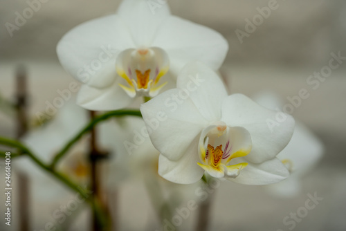 Fototapeta Naklejka Na Ścianę i Meble -  Orchideen