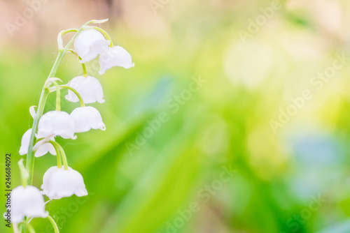 Fototapeta Naklejka Na Ścianę i Meble -  White flowers lily of the valley