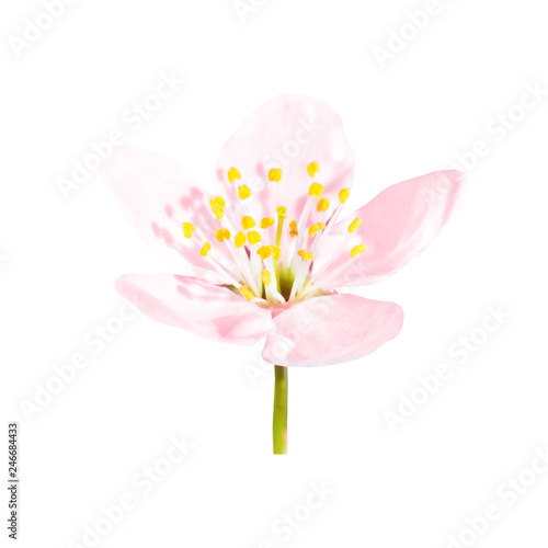 Spring blossoming pink spring flower