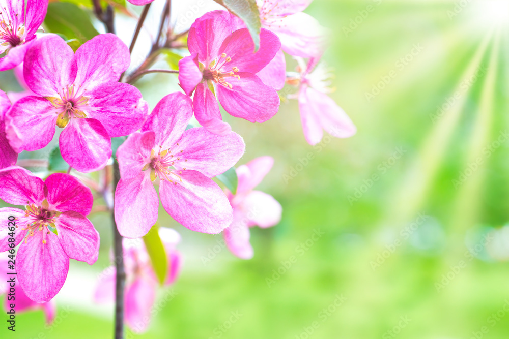 Blossom of pink sakura flowers