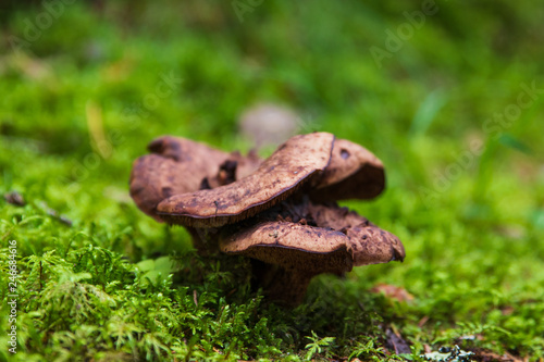 Sarcodon imbricatus close up in a forest. Hedgehog mushroom. photo