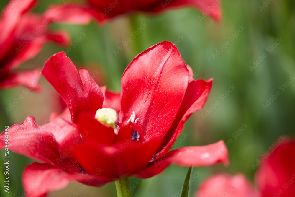 Obraz premium red tulips in the spring garden
