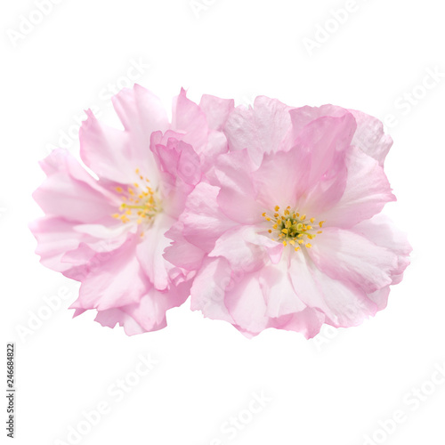 Pink sakura flowers isolated on white