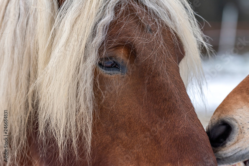 Fototapeta Naklejka Na Ścianę i Meble -  Chevaux dans un enclos