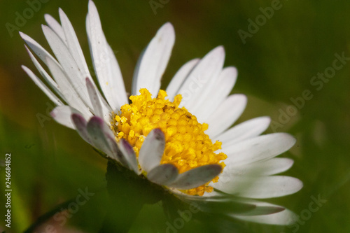 Close-up of the white flower of Daisy, Bellis perennis photo