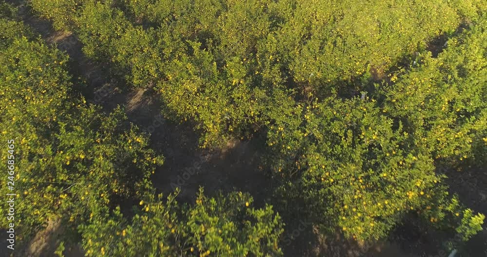 Aerial: Lemon tree grove full of lemons. Citrus orchard. Aerial: Lemon tree grove full of lemons. Citrus orchard.
