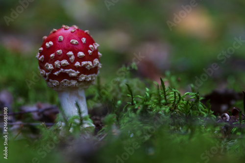 Poisonous young death cap toadstool standing in green moss.
