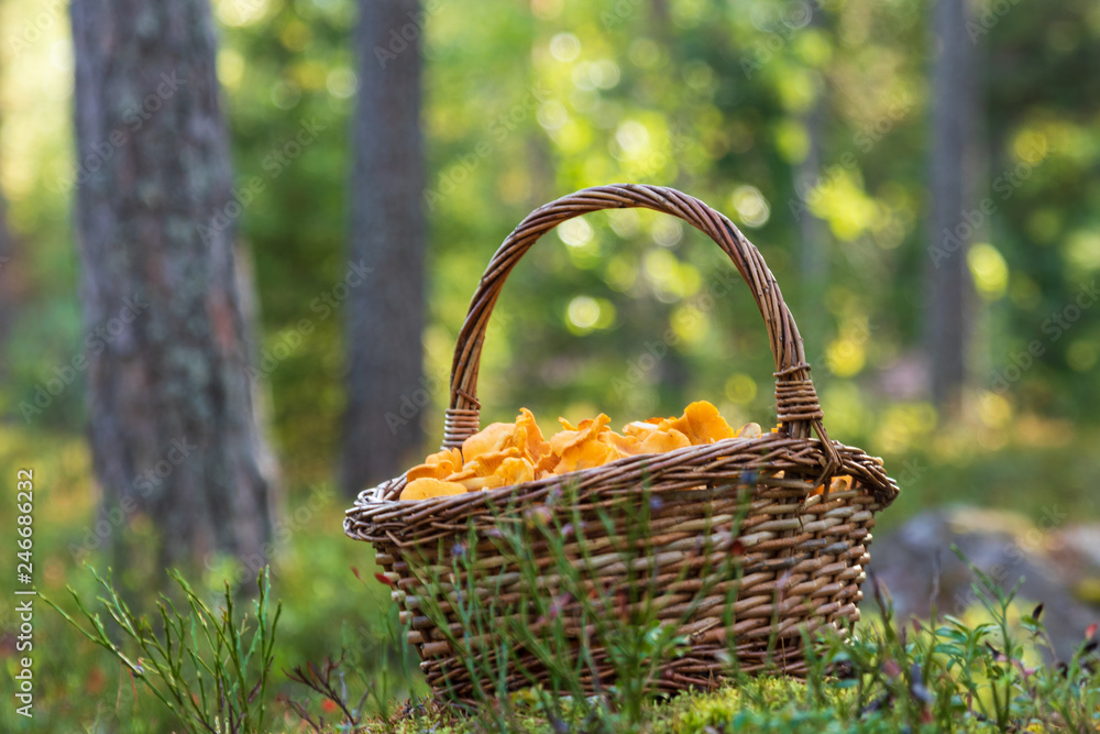 Chanterelle mushrooms in a filled wooden basket in a forest Chanterelle mushrooms in a filled wooden basket in a forest
