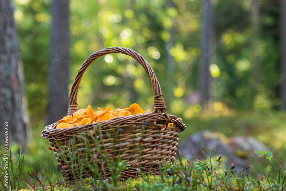 Chanterelle mushrooms in a filled wooden basket in a forest Chanterelle mushrooms in a filled wooden basket in a forest
