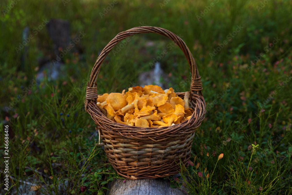 Basket of chanterelles in a Swedish forest after a succeful harvest. Basket of chanterelles in a Swedish forest after a succeful harvest.