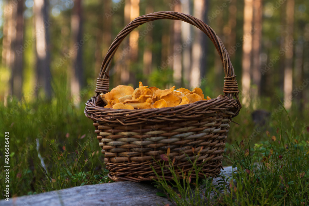 Basket of chanterelles in a Swedish forest after a succeful harvest. Basket of chanterelles in a Swedish forest after a succeful harvest.