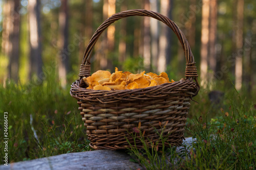 Basket of chanterelles in a Swedish forest after a succeful harvest.