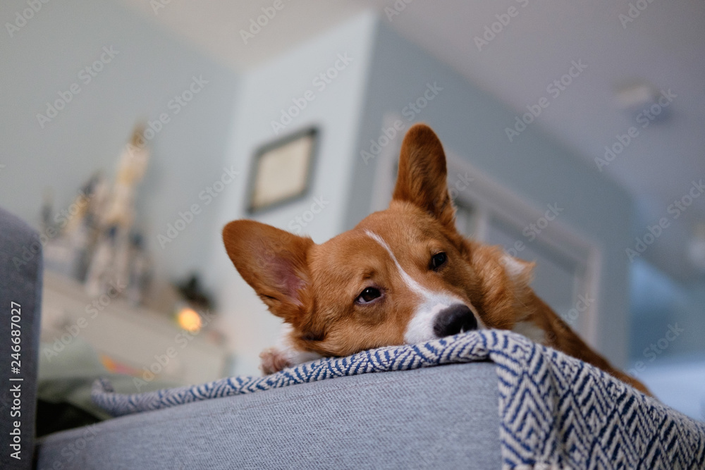 corgi dog pet