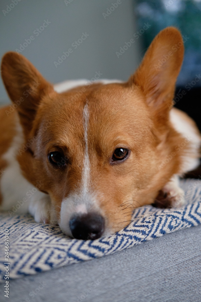 corgi dog pet