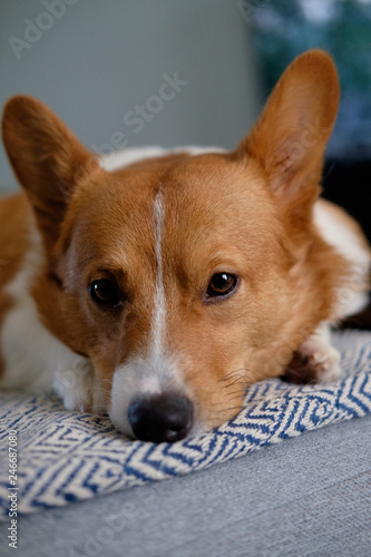 Obraz na płótnie corgi dog pet w salonie