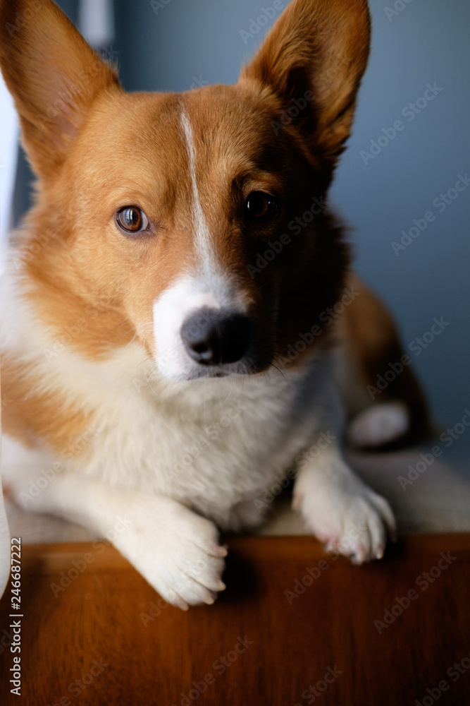 corgi dog pet