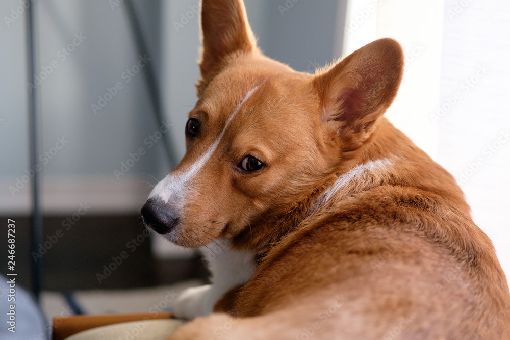 corgi dog pet