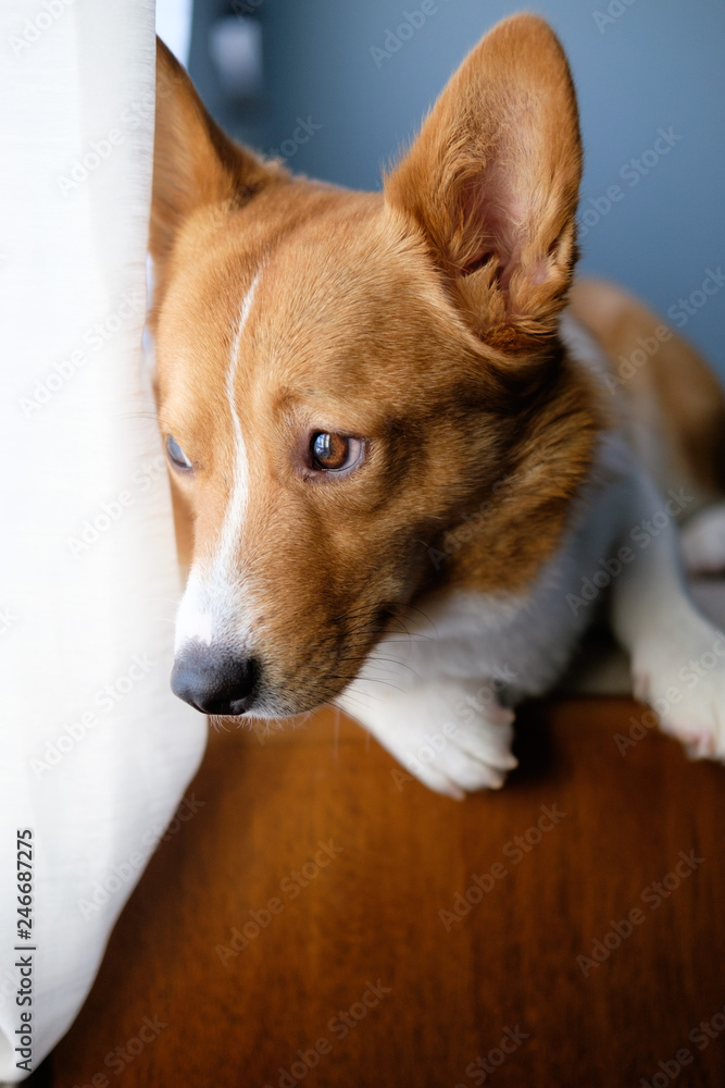 corgi dog pet