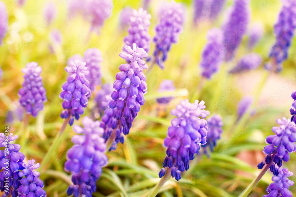 beautiful muscari flowers decorating a lawn in a summer park or garden beautiful muscari flowers decorating a lawn in a summer park or garden