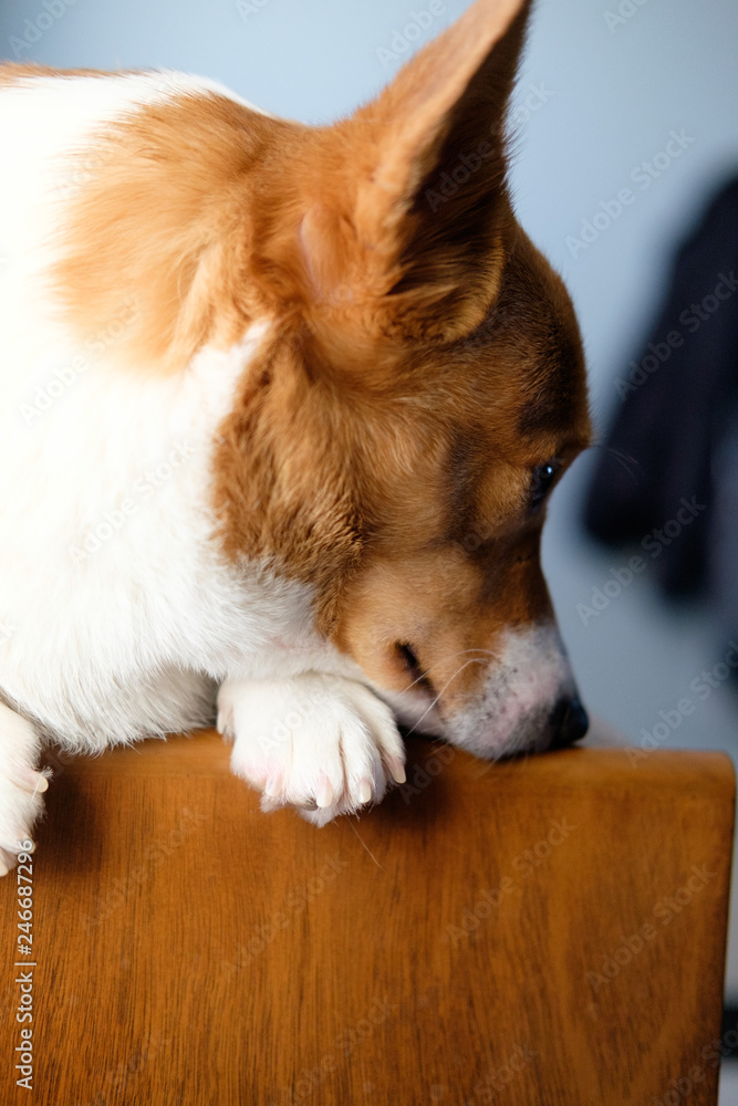 corgi dog pet