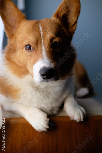Obraz na płótnie corgi dog pet w salonie