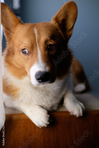 corgi dog pet