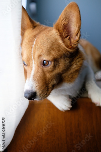 Obraz na płótnie corgi dog pet w salonie