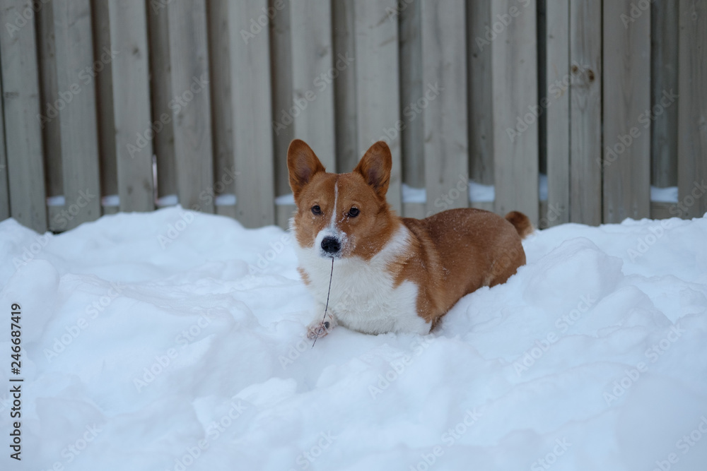 corgi dog pet