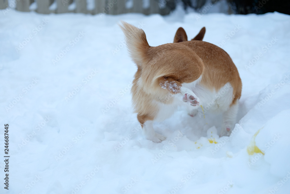 corgi dog pet