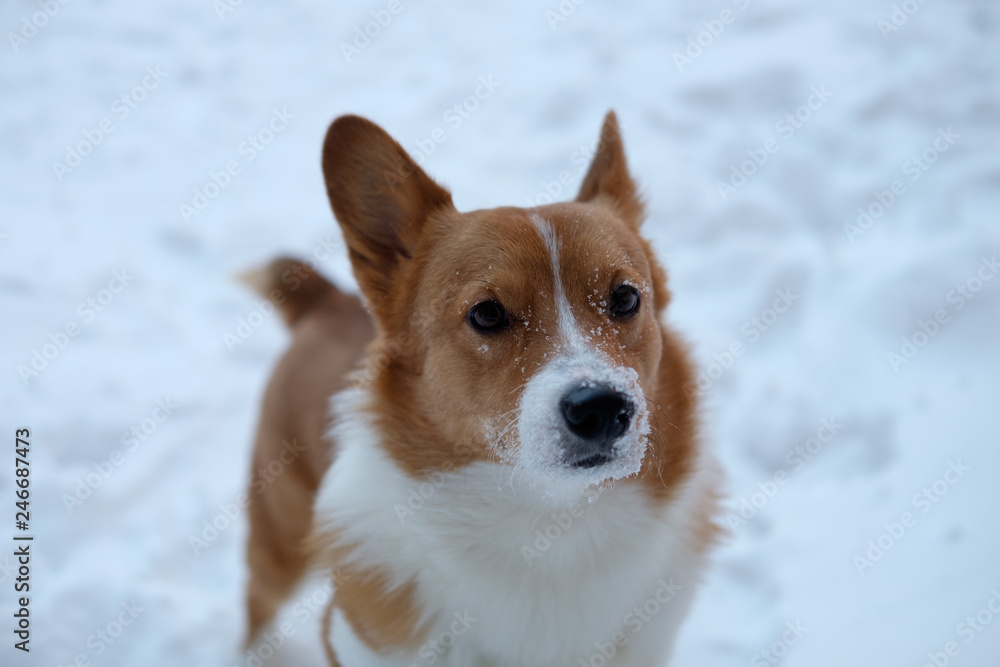corgi dog pet
