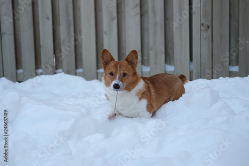 Obraz na płótnie corgi dog pet w salonie